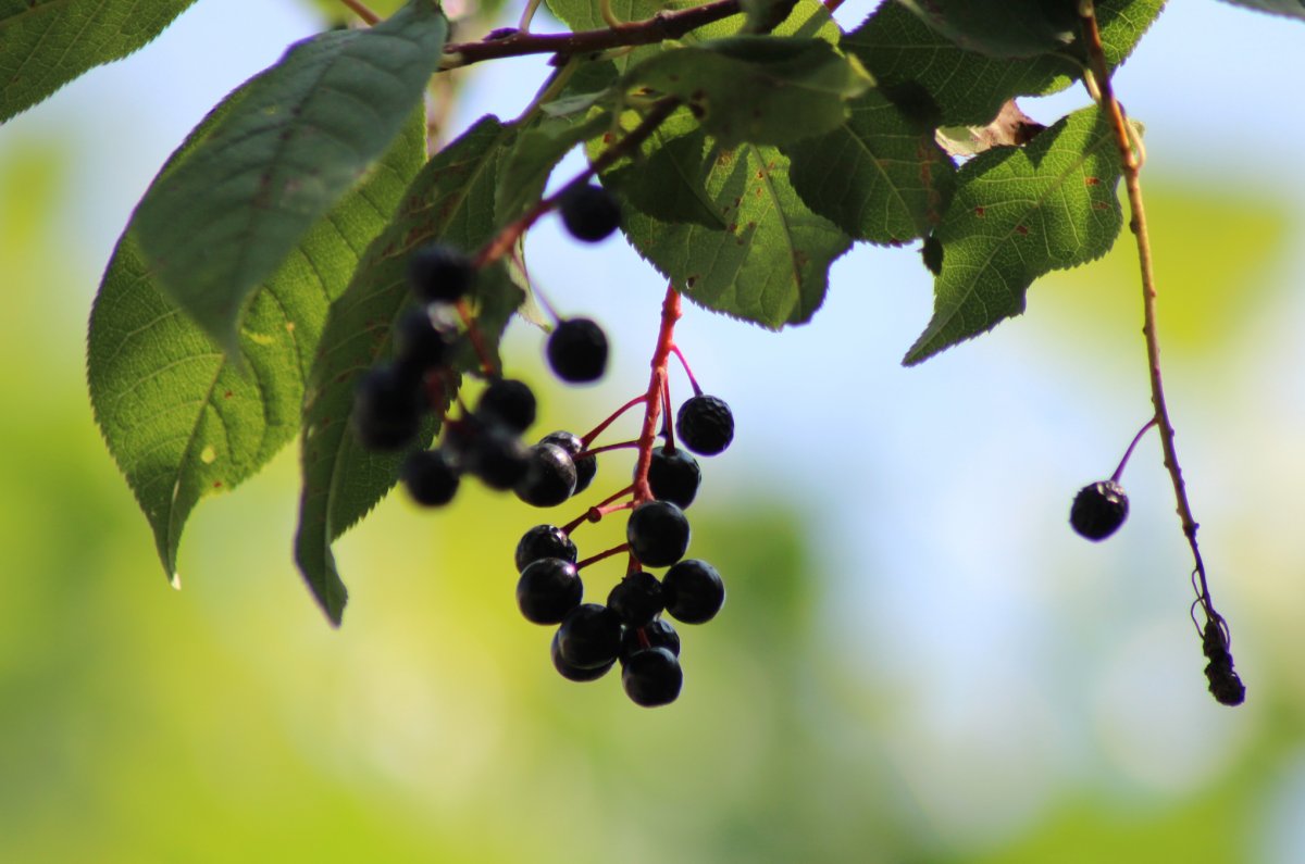 Черёмуха белая