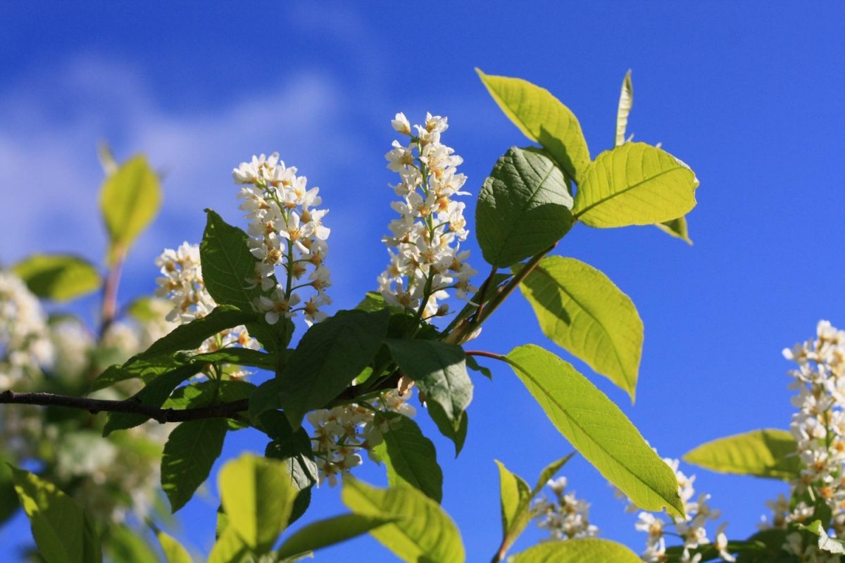 Цветение черемухи обыкновенной