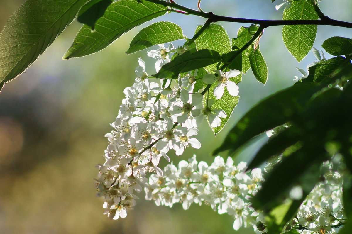 Черемуха ранней весной