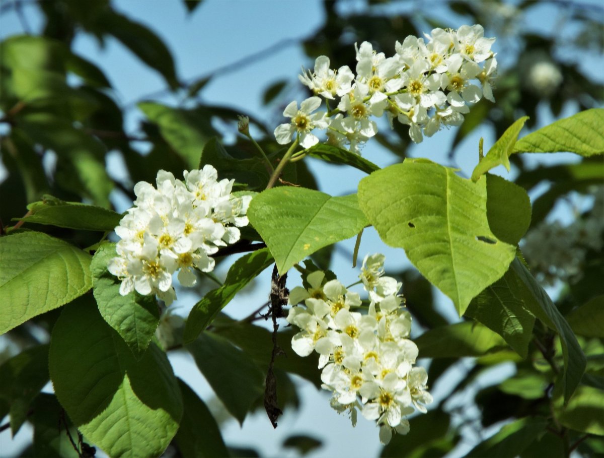 Черемуха Маака Амбер Бьюти