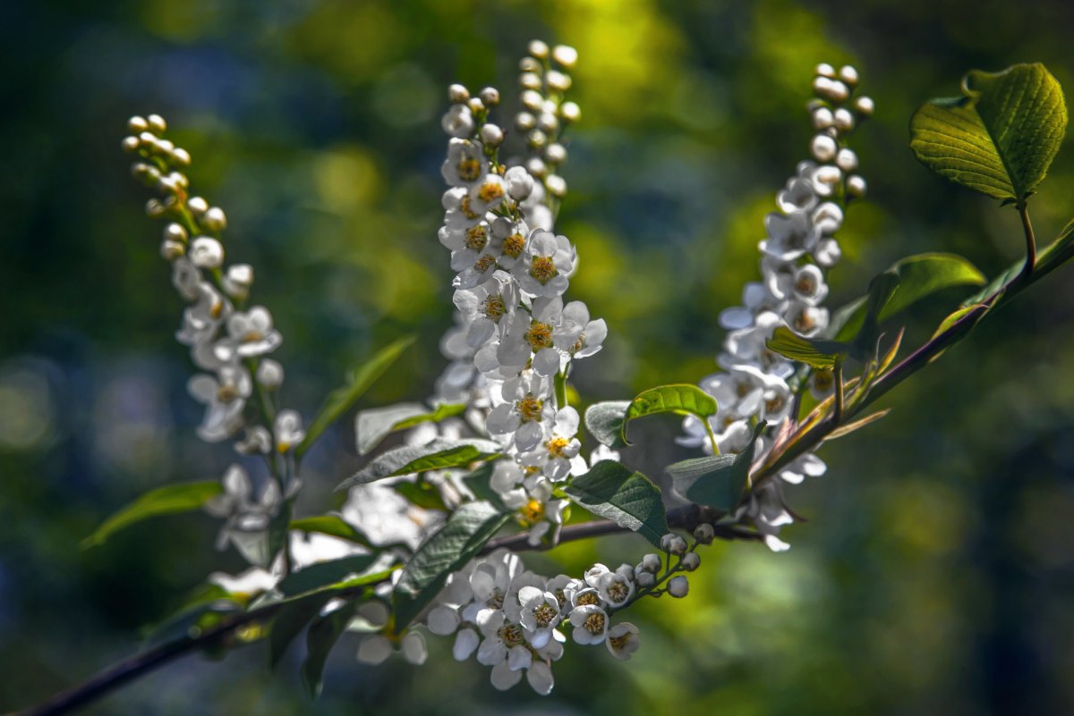 Черёмуха белая цветение