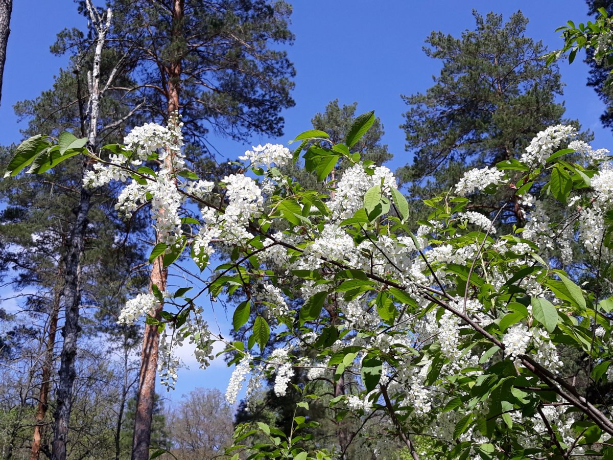 Черемуха у реки
