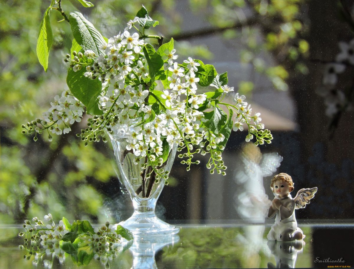 Черёмуха душистая