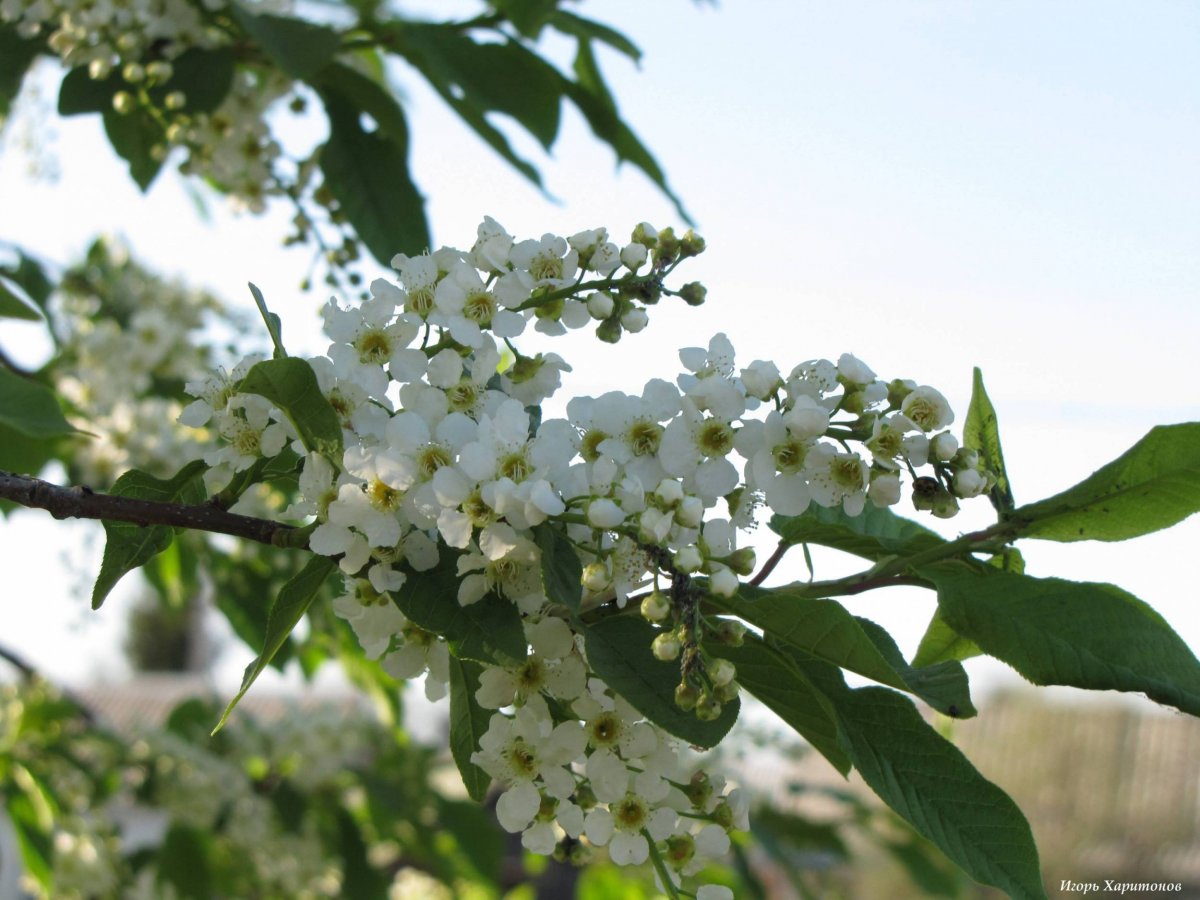 Дикая черемуха
