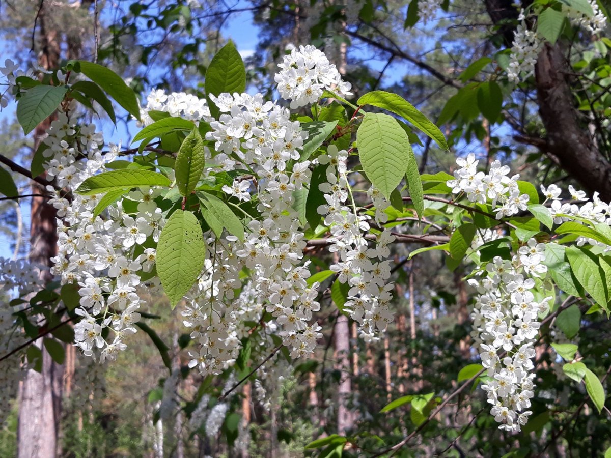 Черёмуха Максимовича