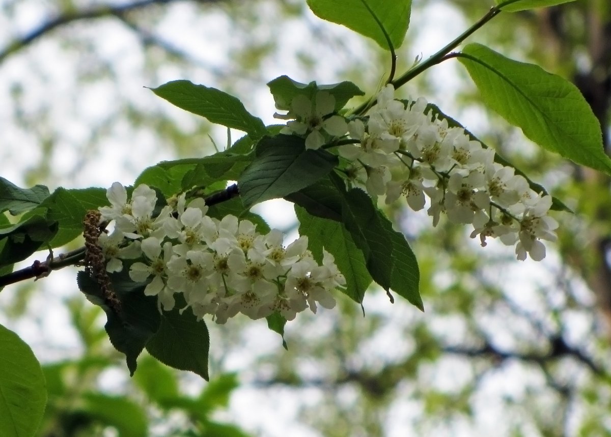 Пейзажи природы фото река лодка и черемуха