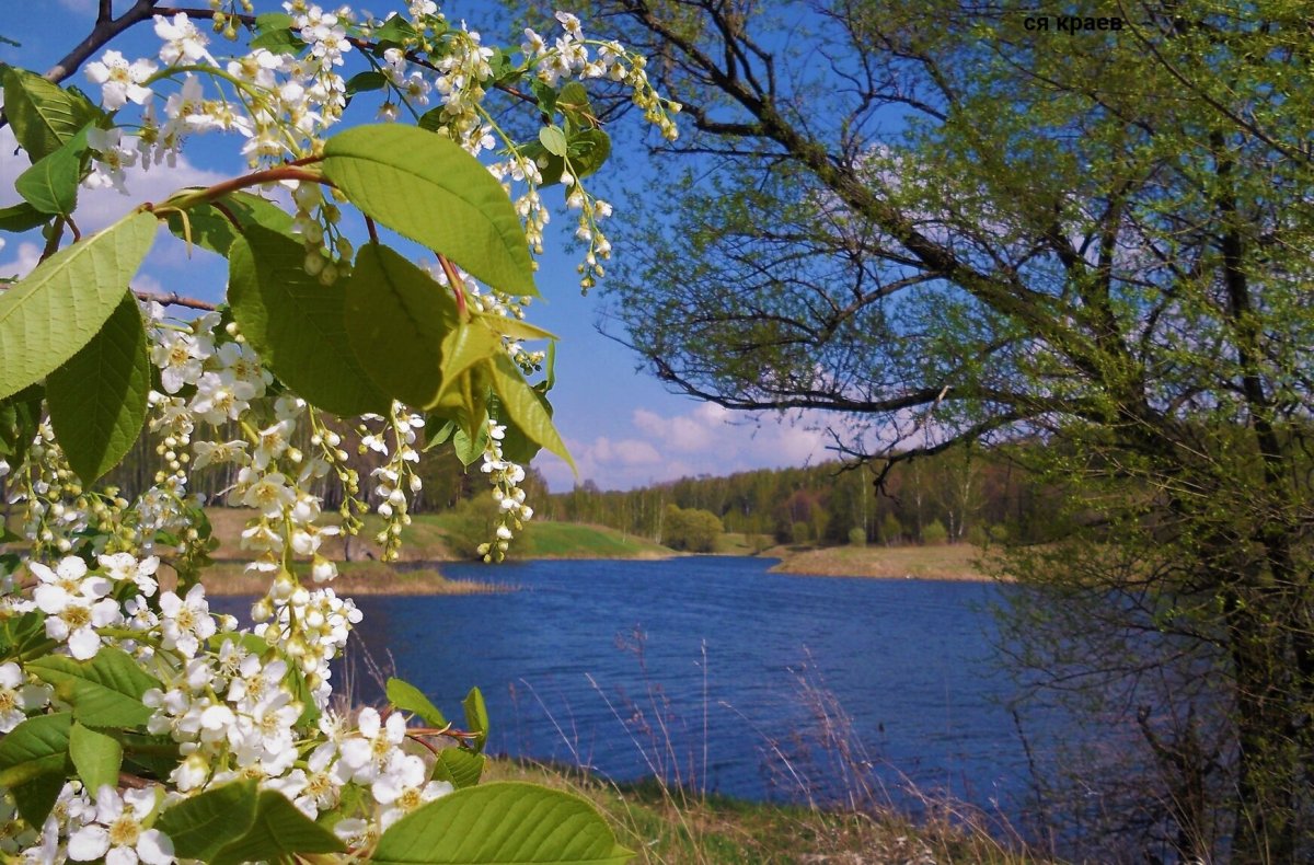 Весенние заморозки