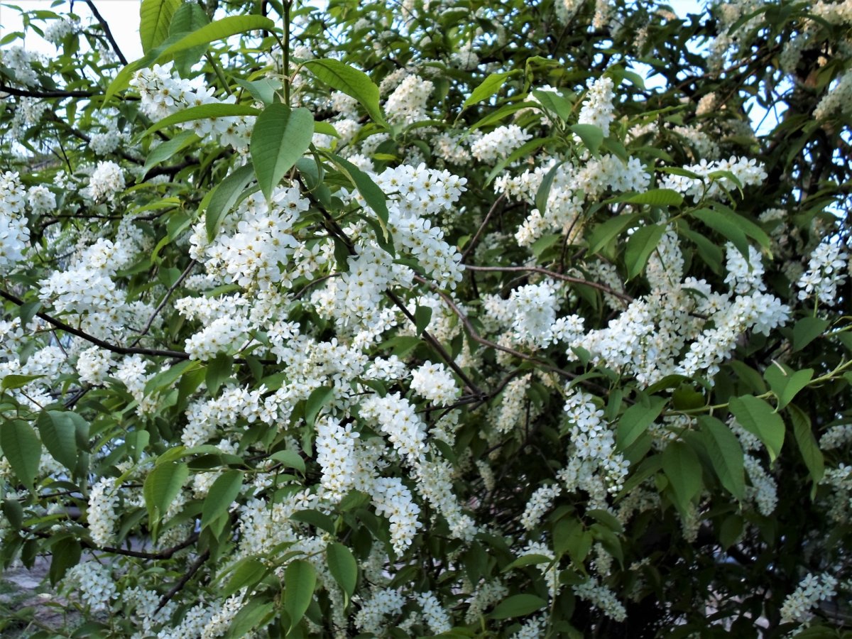 Цветущий куст черемухи