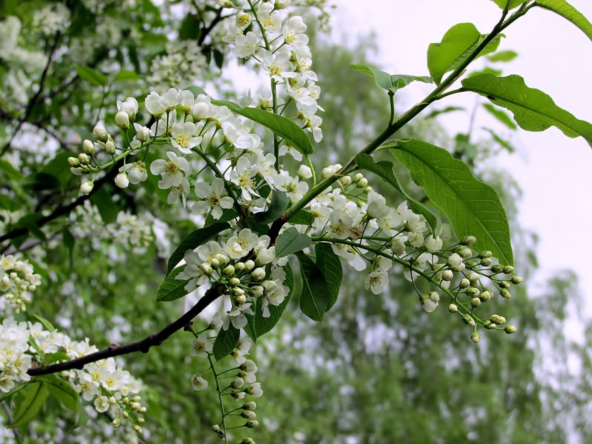 Зазеленела черемуха