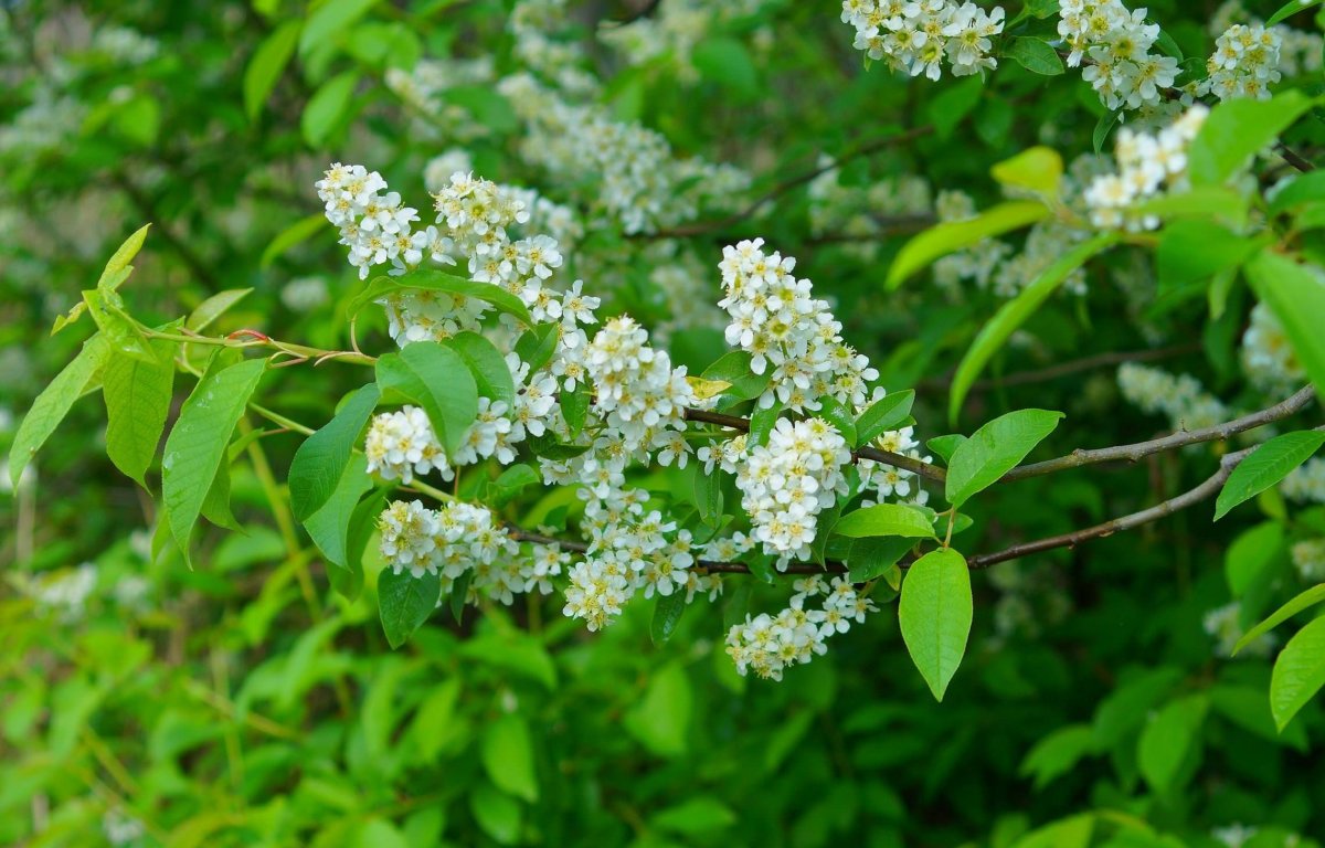 Черемуха в Забайкалье