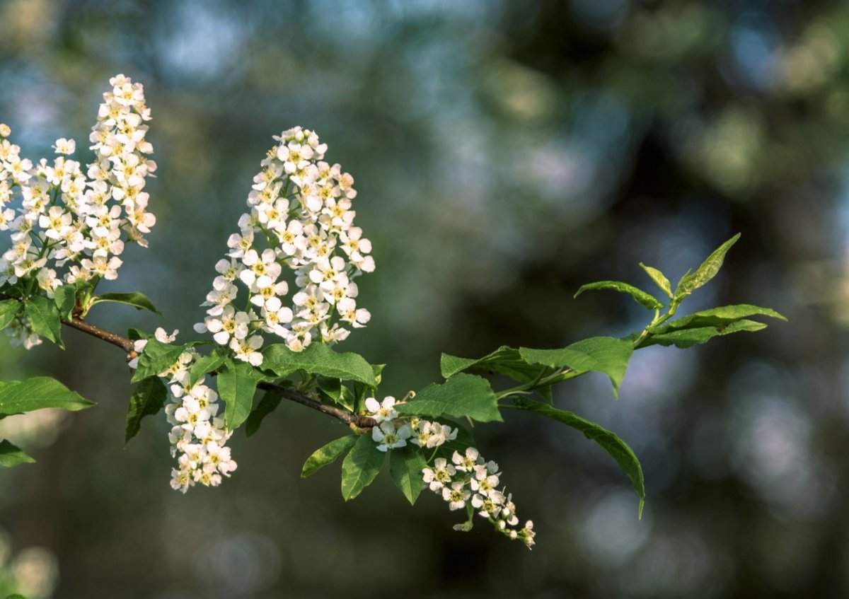 Черемуха серебристая