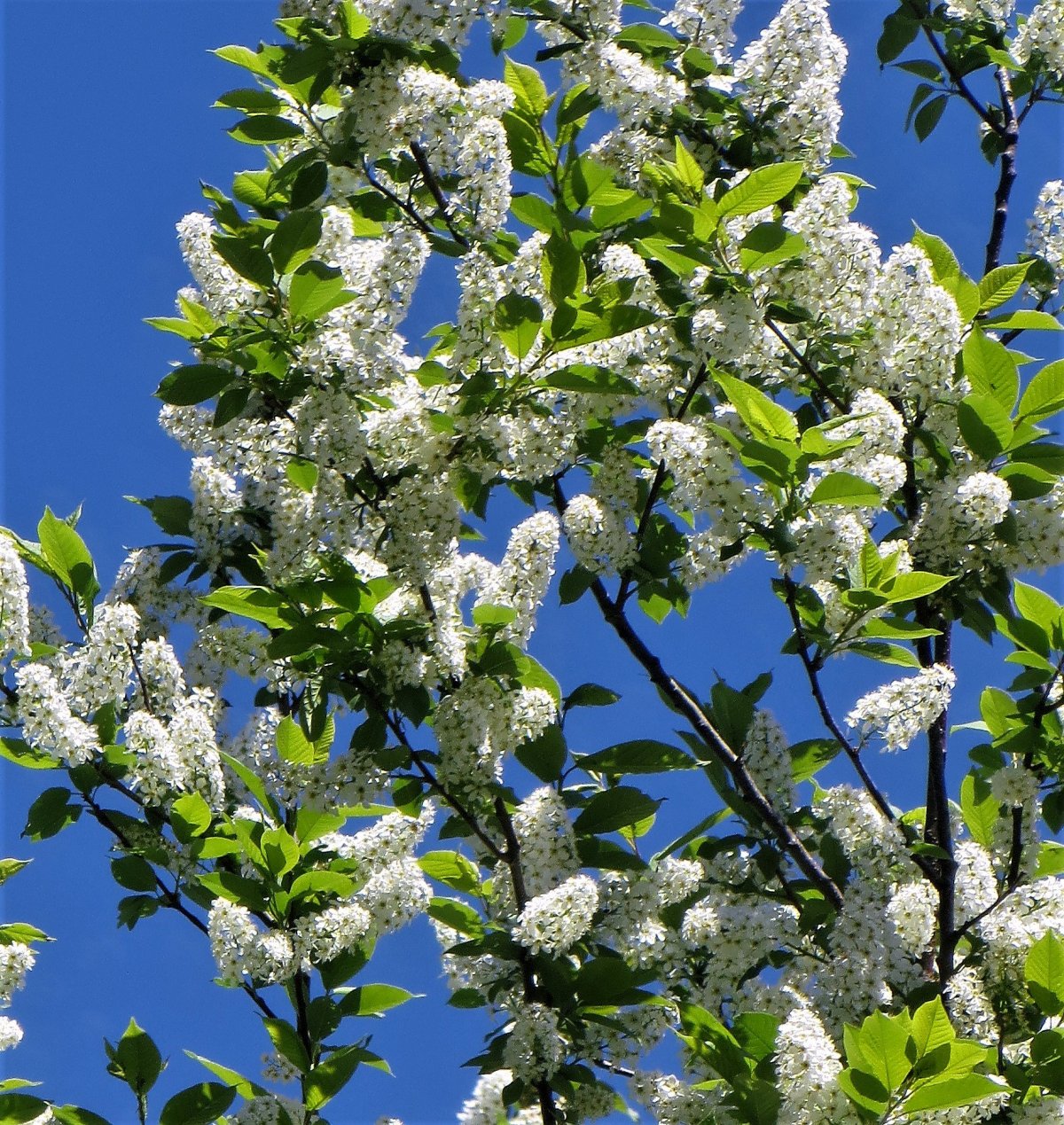 Черемуха Ватербери