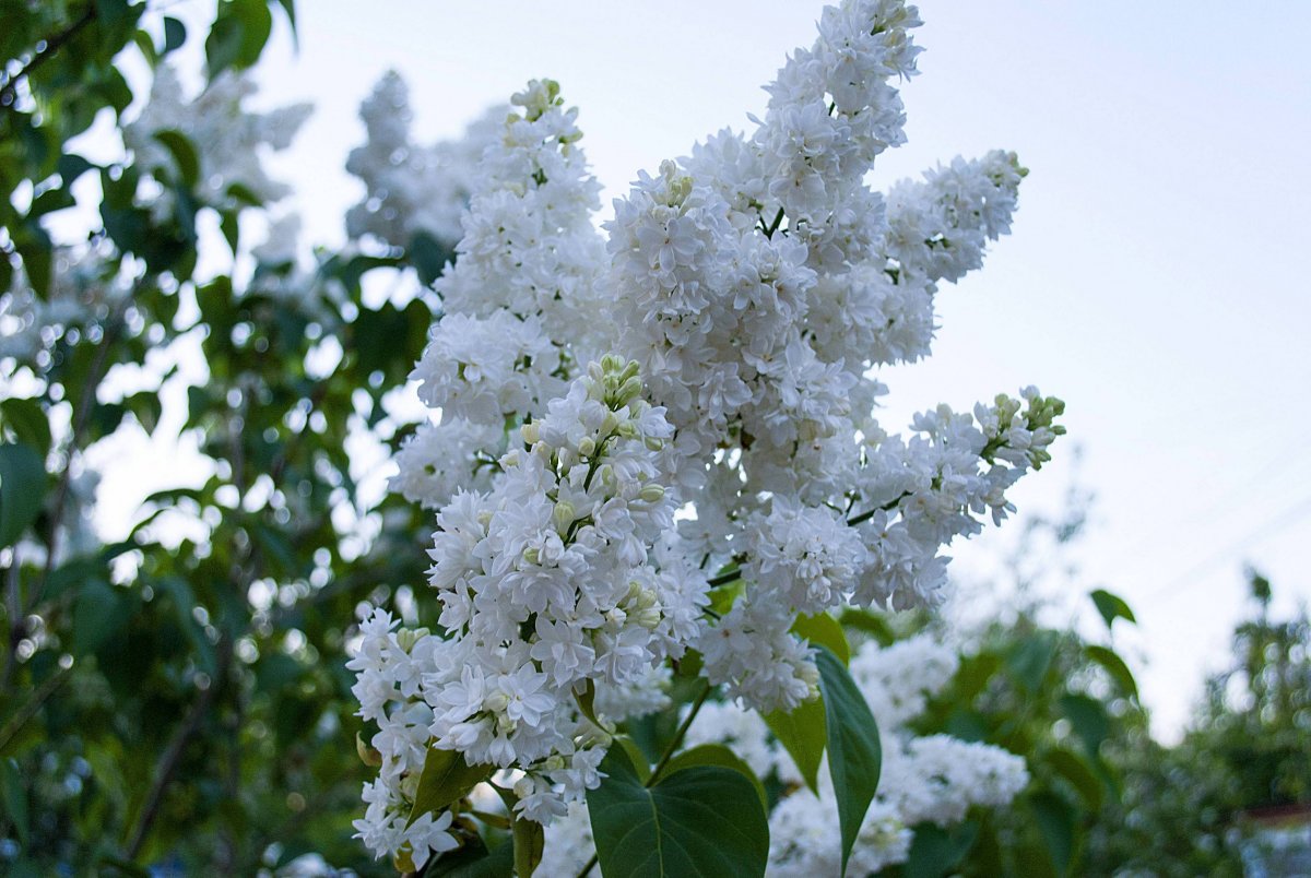 Переплетчиков черемуха цветет