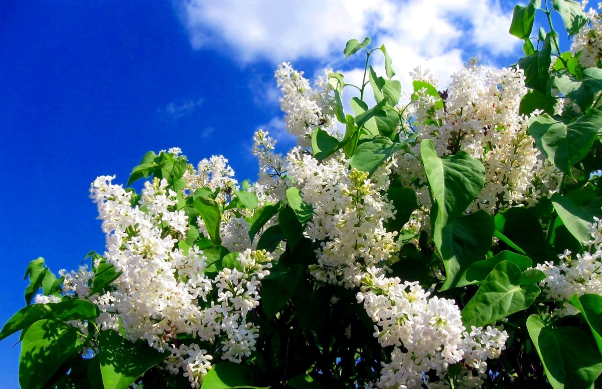 Черемуха и липа