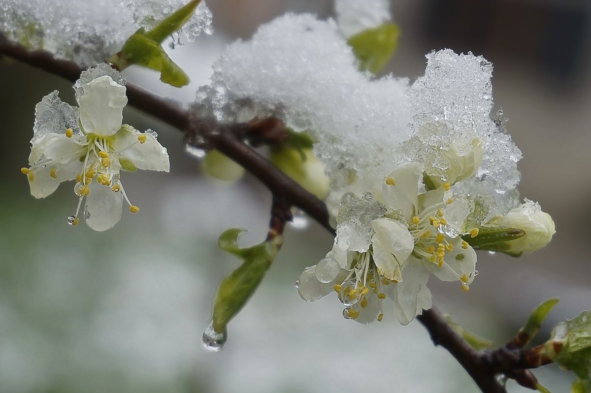 Черемуха дерево зимой