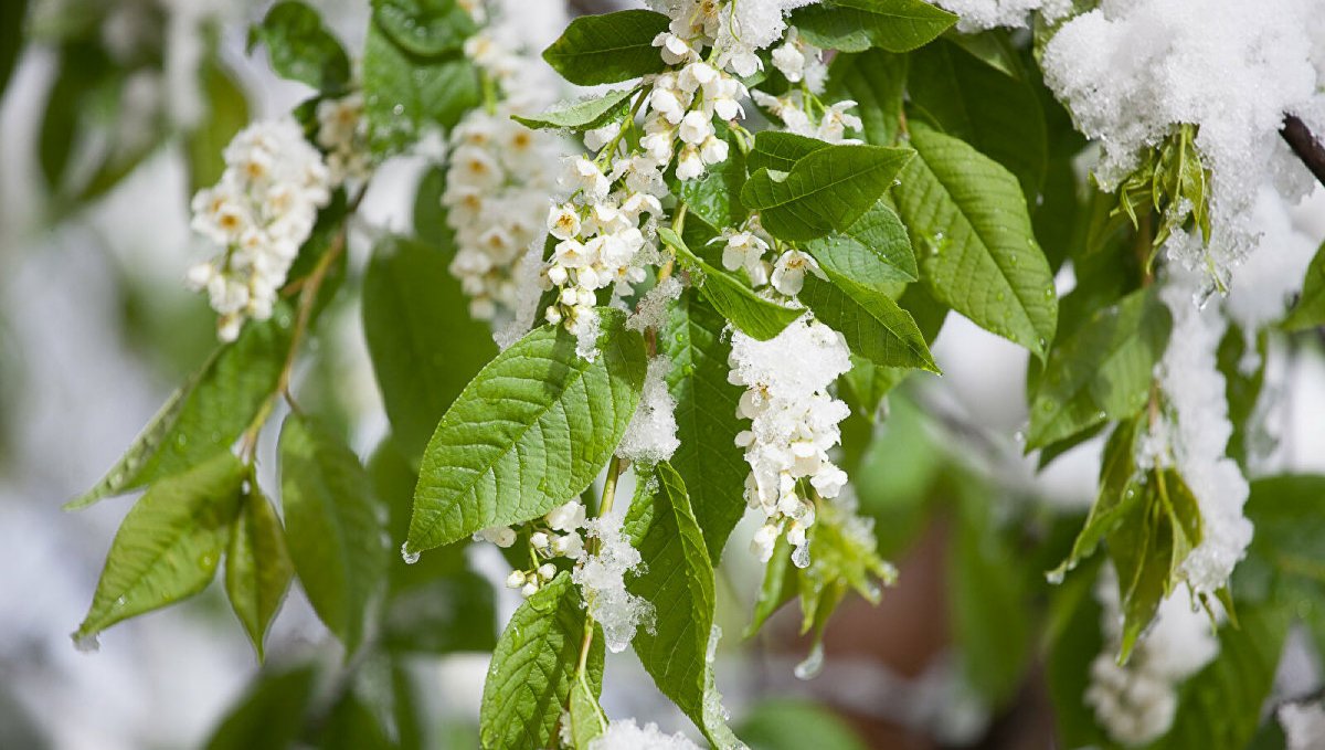 Цветущая черемуха в снегу