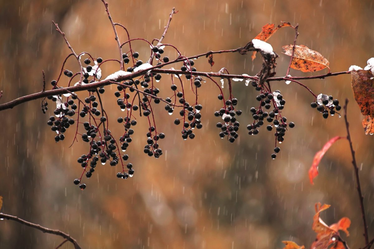 Черемуха черно белое фото