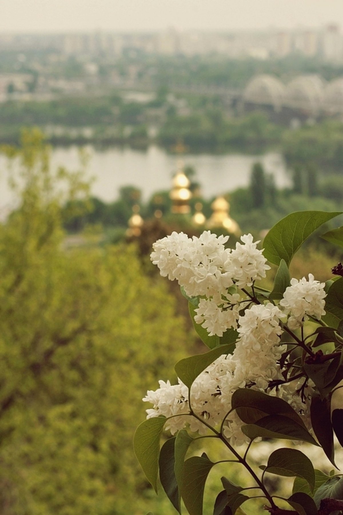 Черёмуха обыкновенная куст1