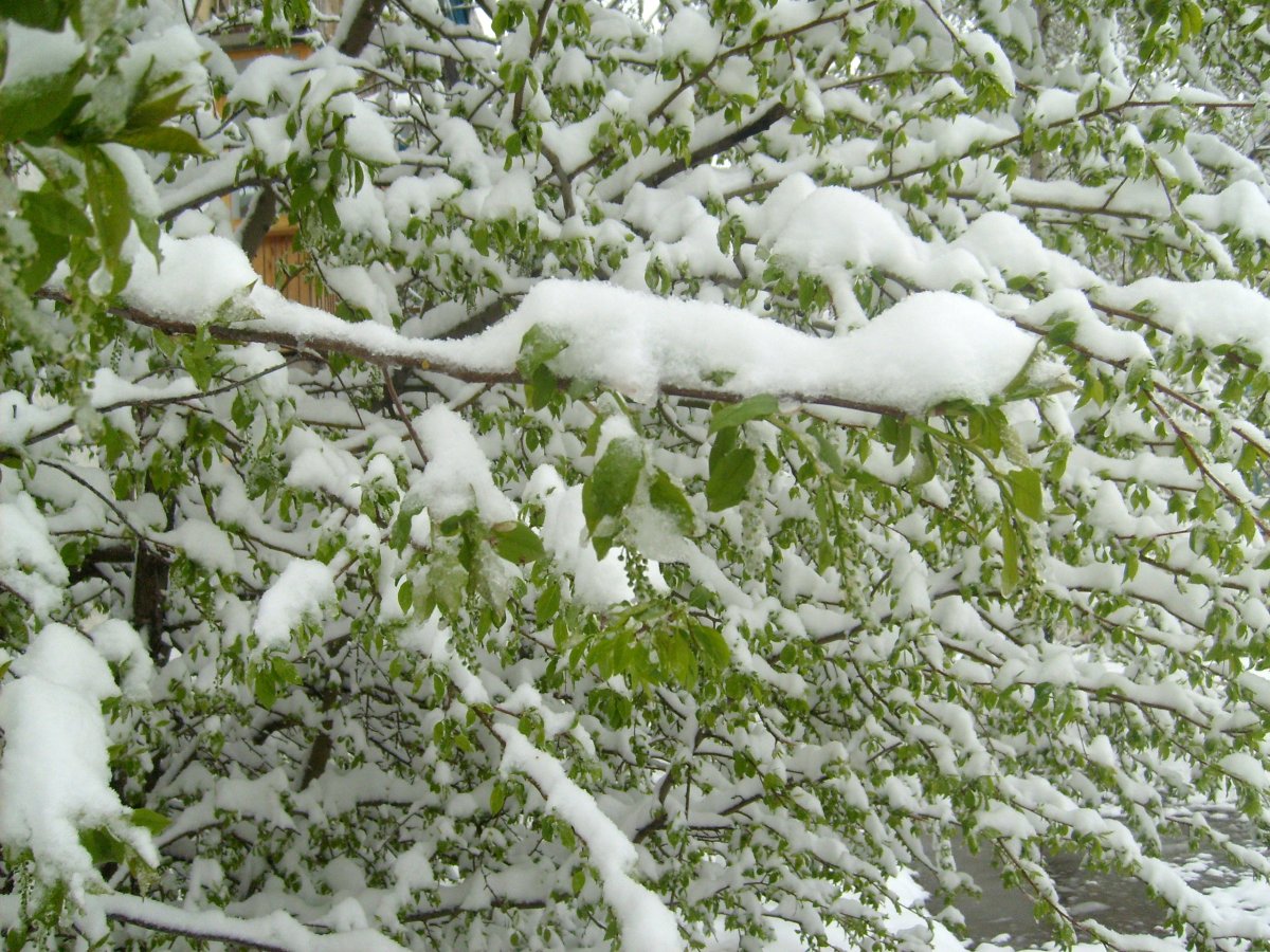 Речка цветет