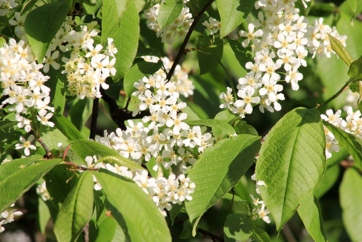 Черемуха обыкновенная Prunus Padus