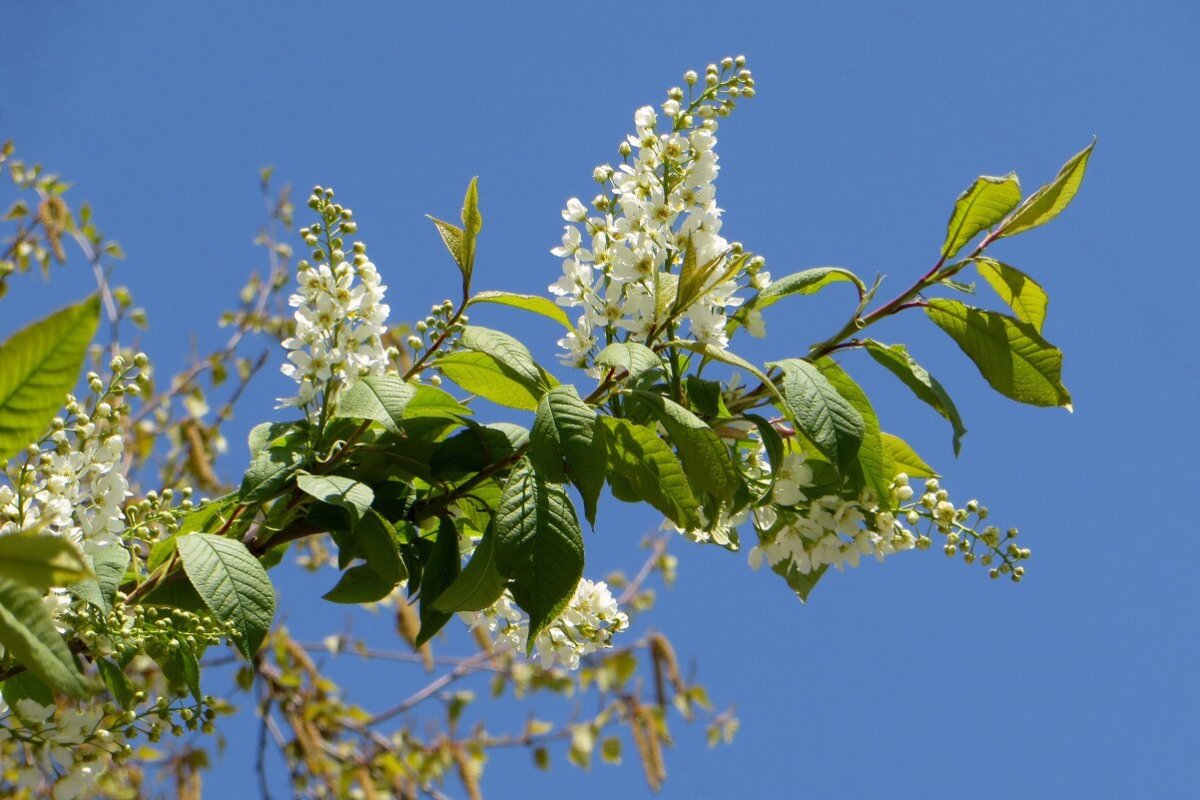 Весна белая сирень