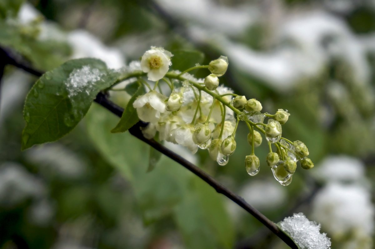 Ветка черемухи