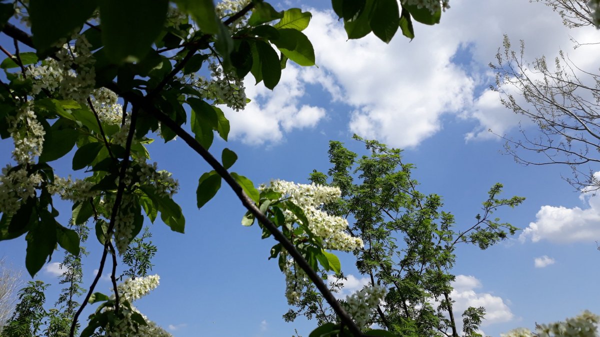 Черемуха обыкновенная Plena