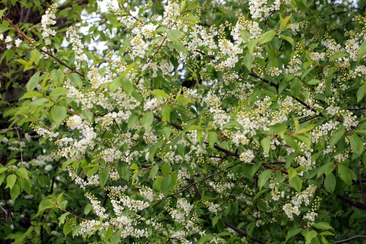 Цветение черемухи дерево