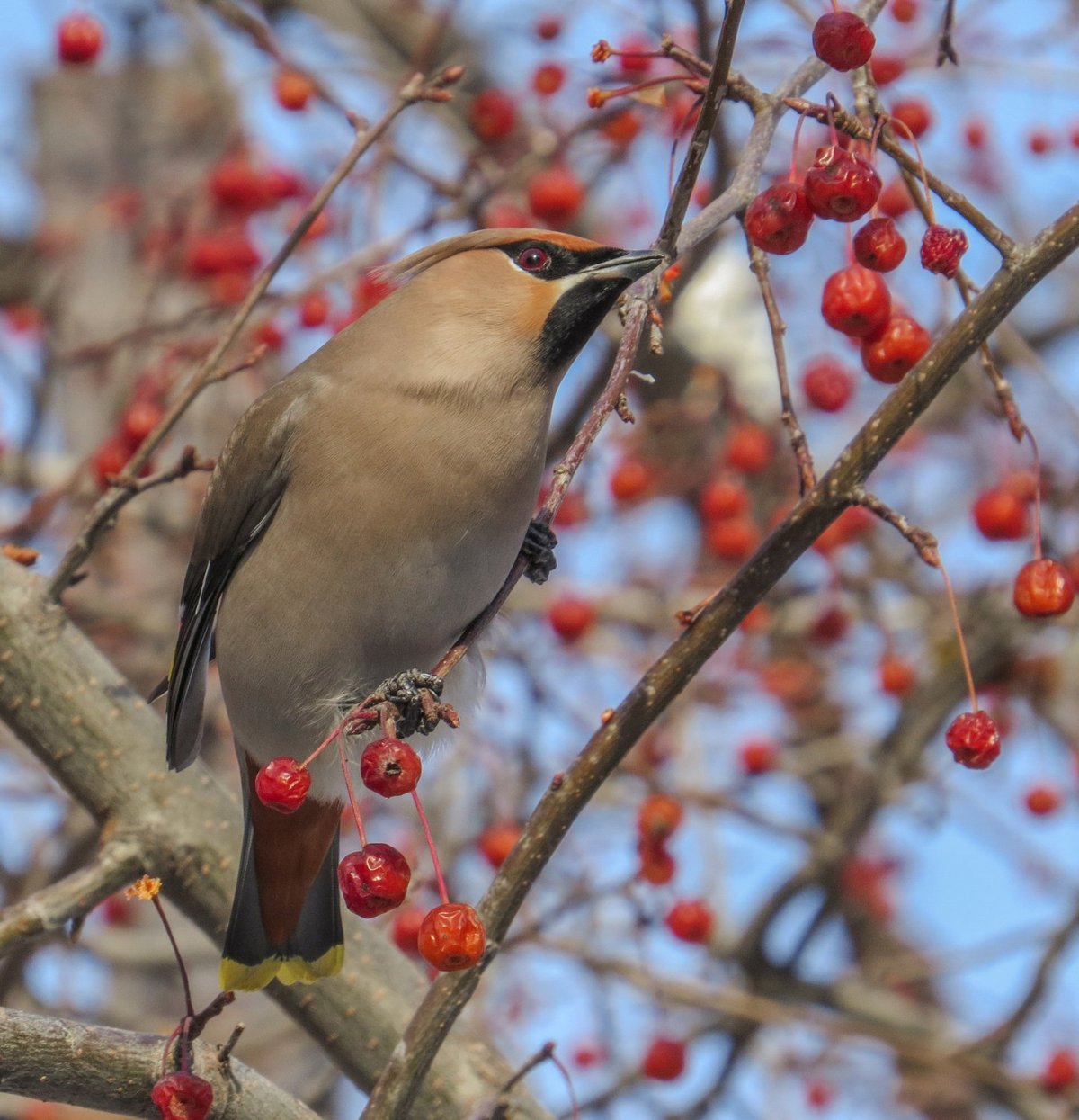 Лес зима птицы