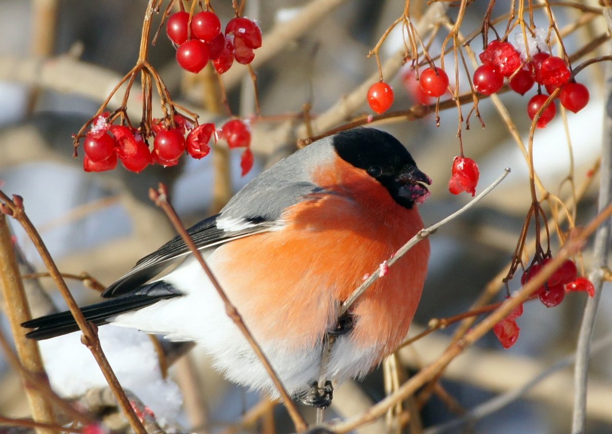 Щур в хвойном зимнем лесу
