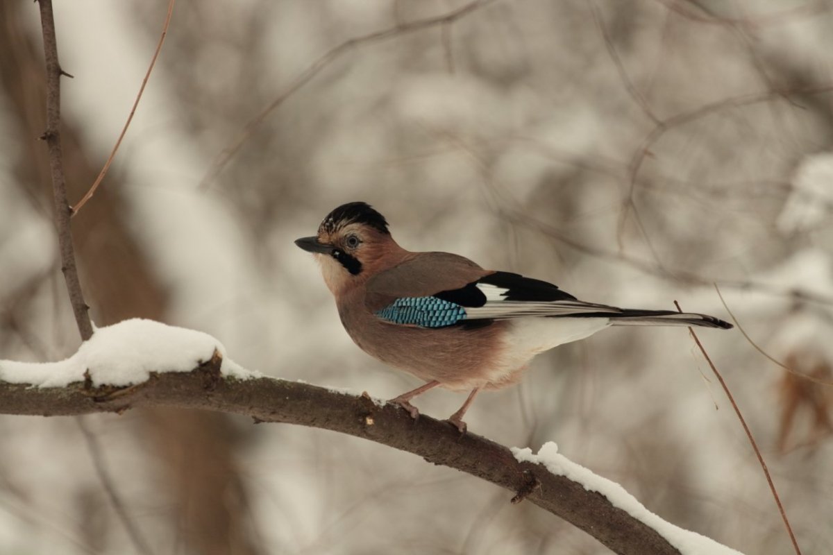 Снегирь обыкновенный pyrrhula pyrrhula