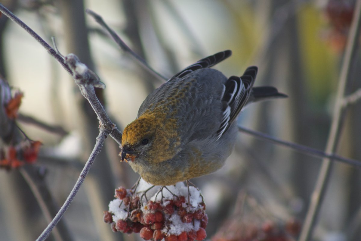 Птицы зимой