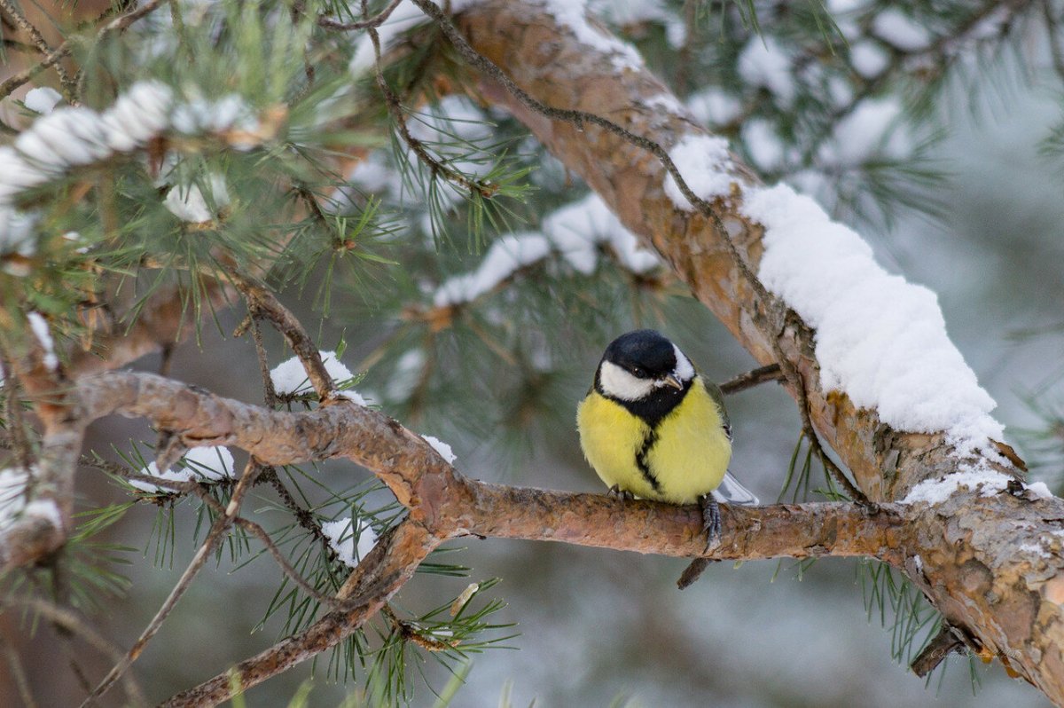 Синички в лесу зимой