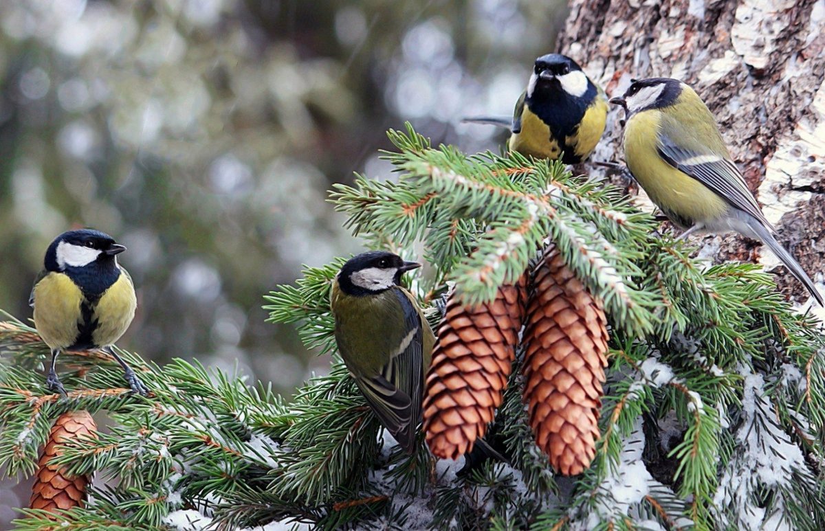 Птицы в лесу