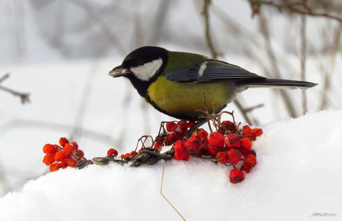 Обои на рабочий стол зима синички