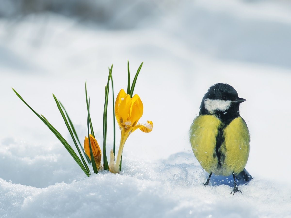 Птицы ранней весной