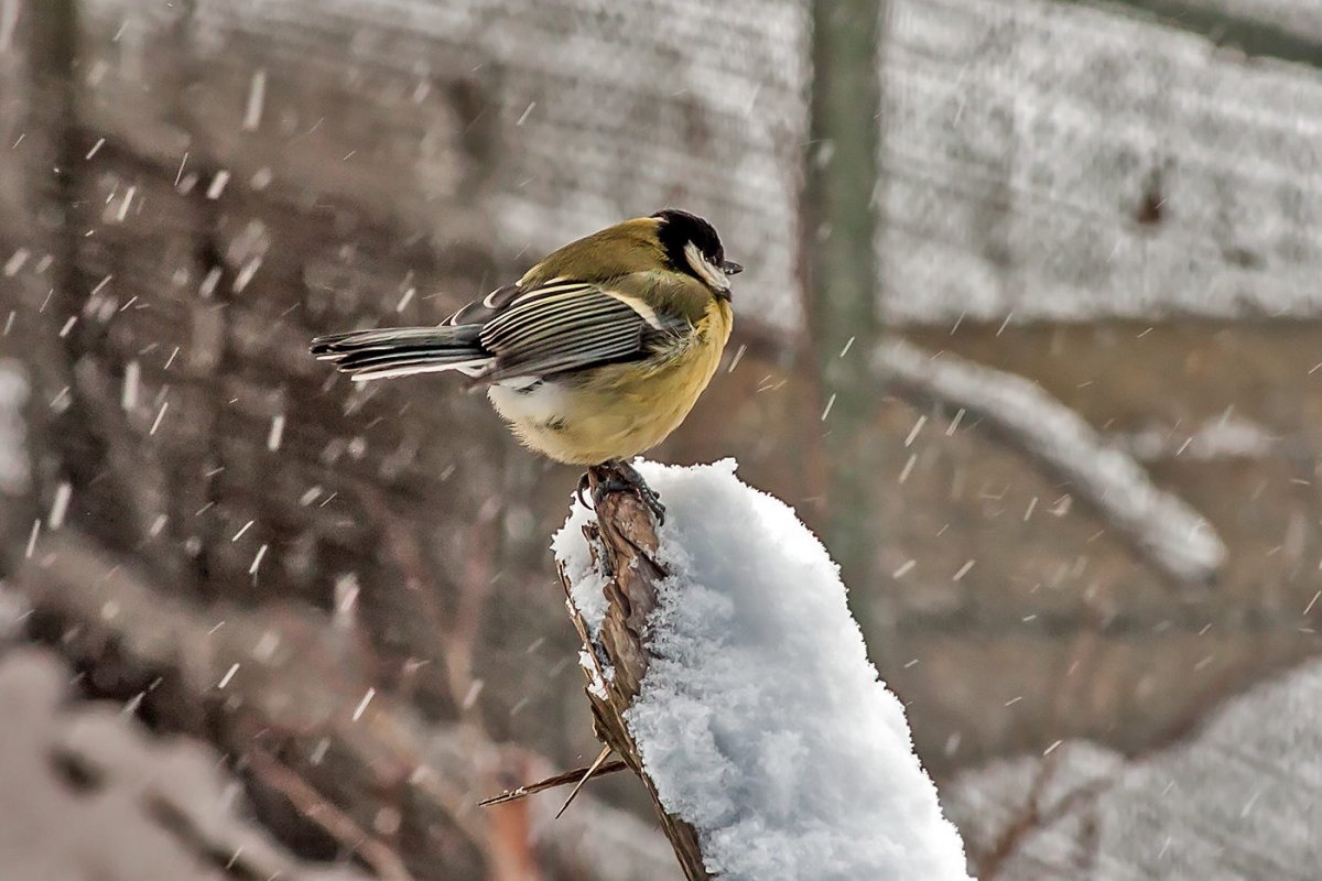Птицы в снегу синицы