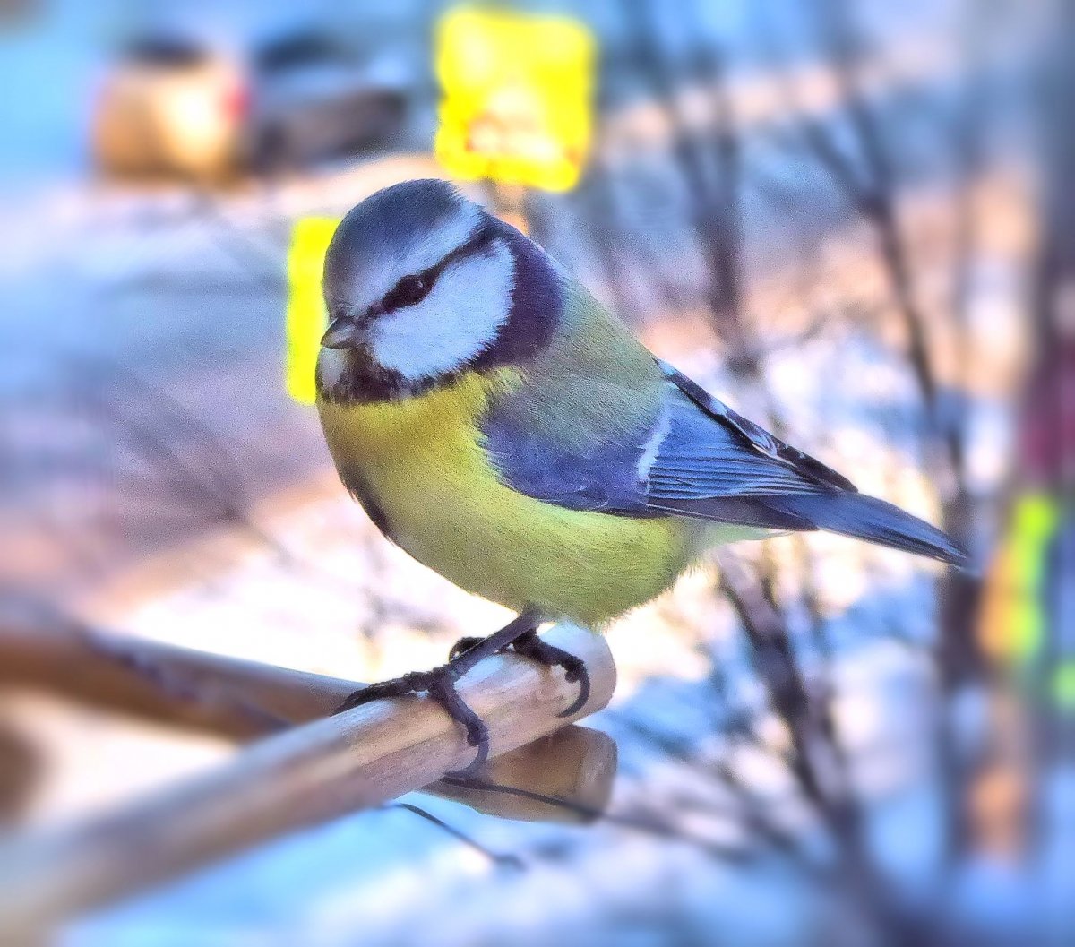 Синица лазоревка зимой
