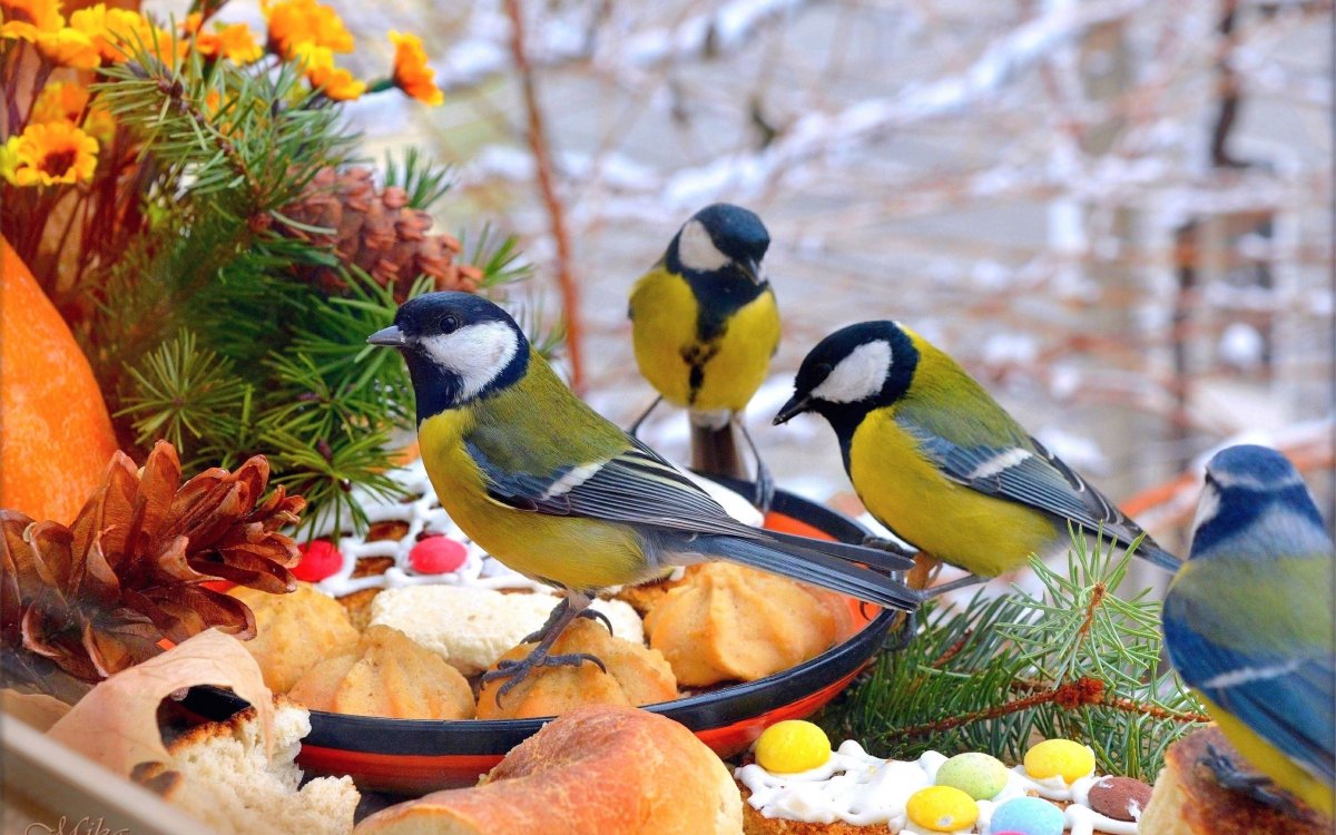 Синица осень