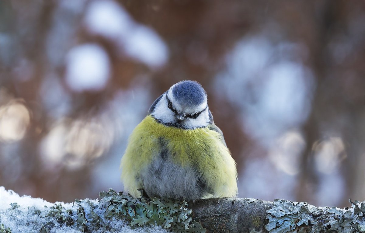 Полярная синица