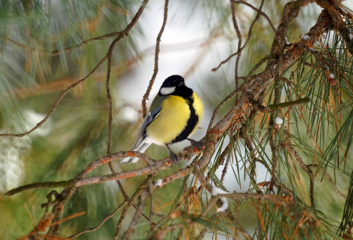 Лесная синица