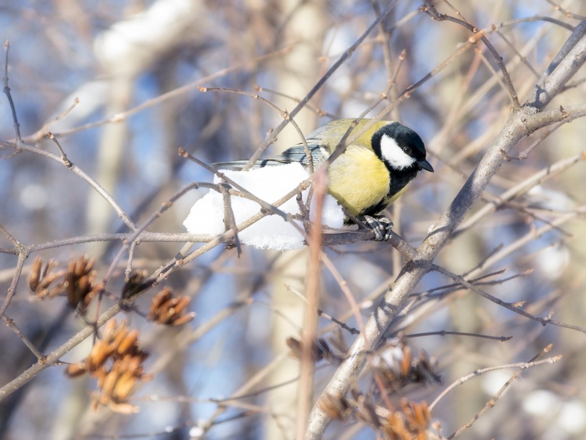 Синички на Березе