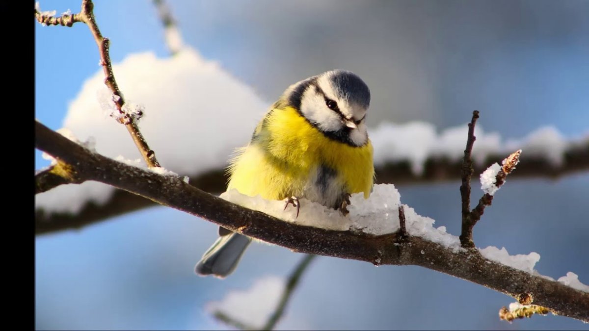 Синичка и облепиха