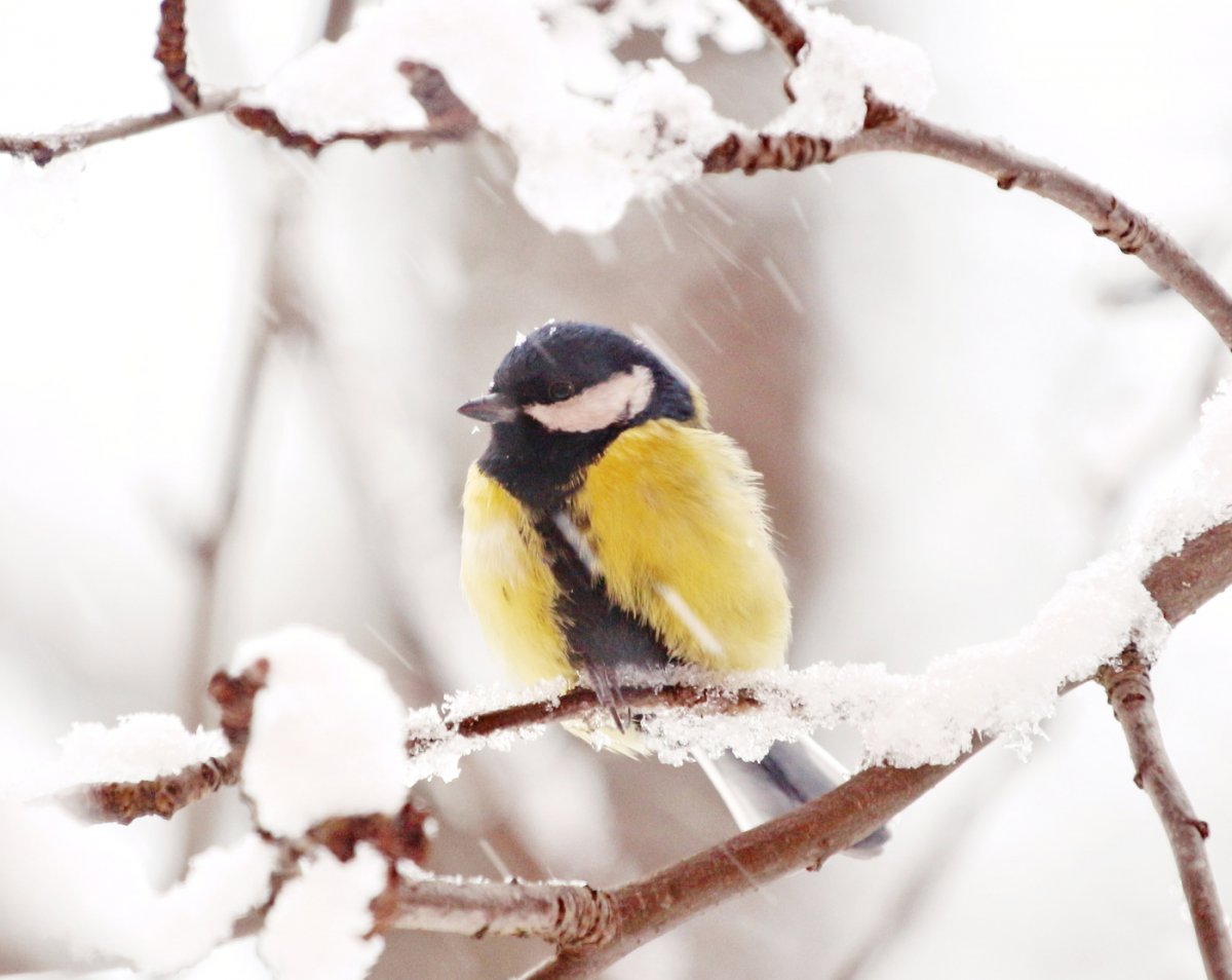 Синица в городе зимой