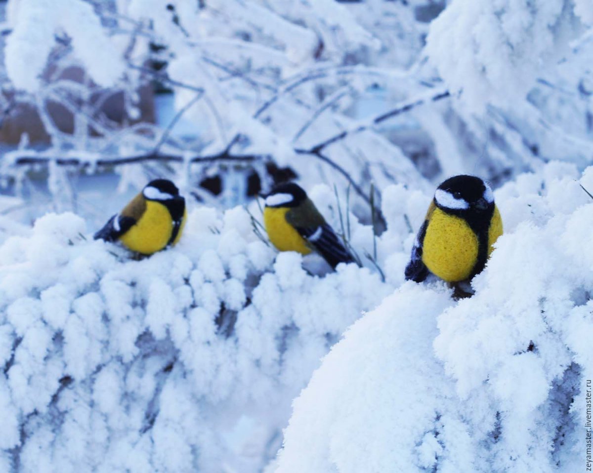 Снегирь и синица