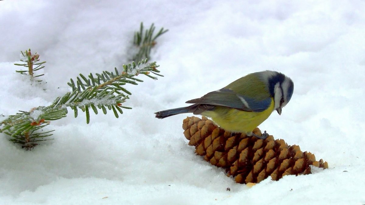 Синички на снегу