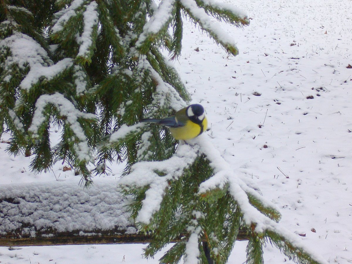 Синицы в зимнем лесу