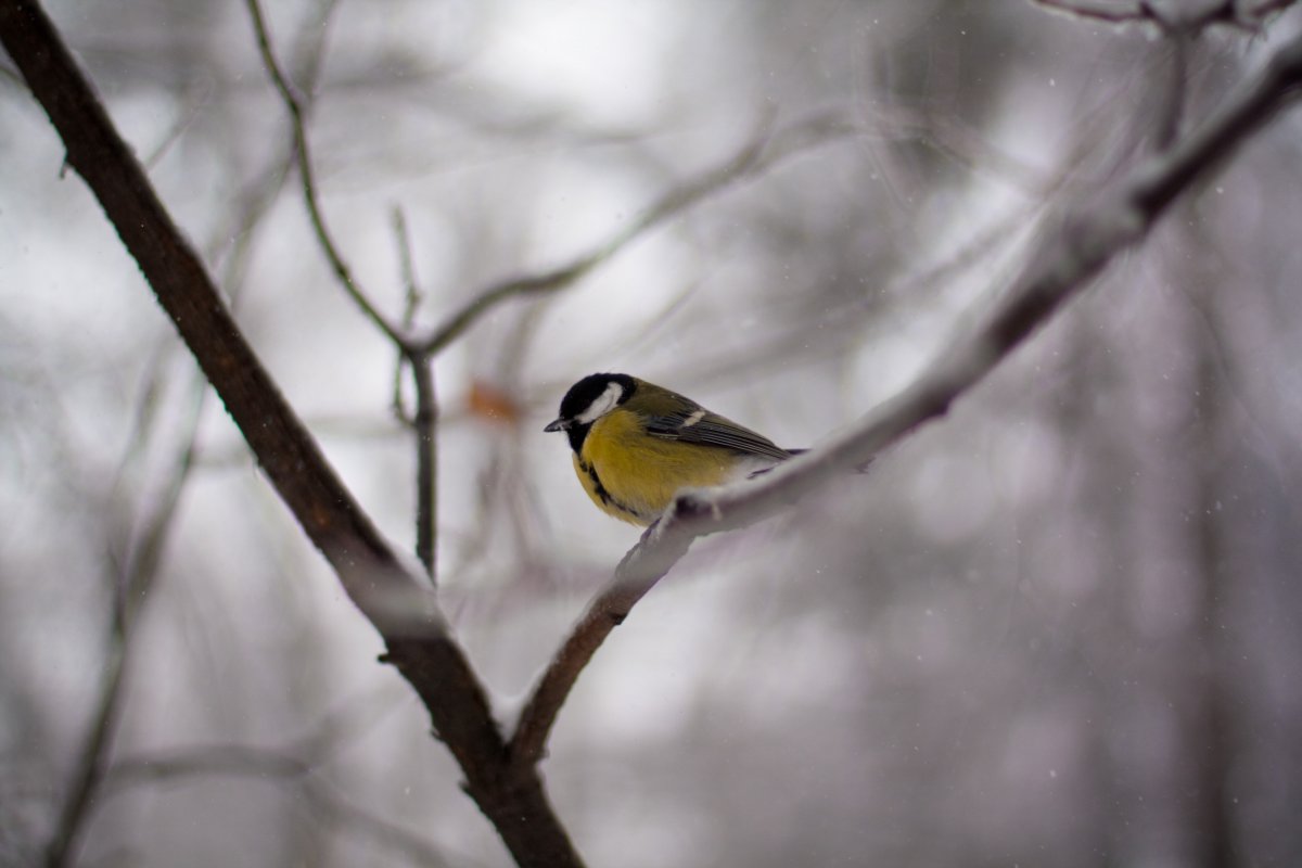 Зима птички синички