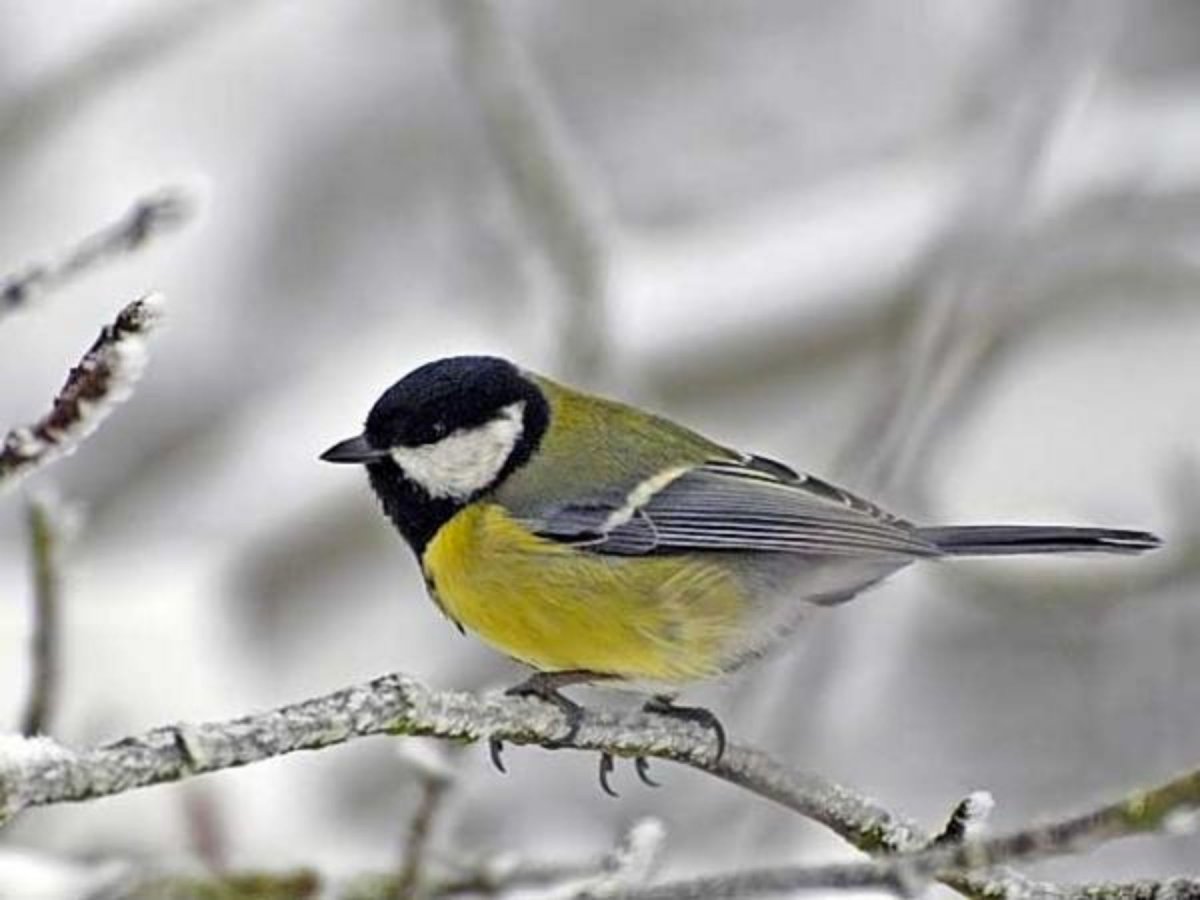 Зимующие птицы большая синица