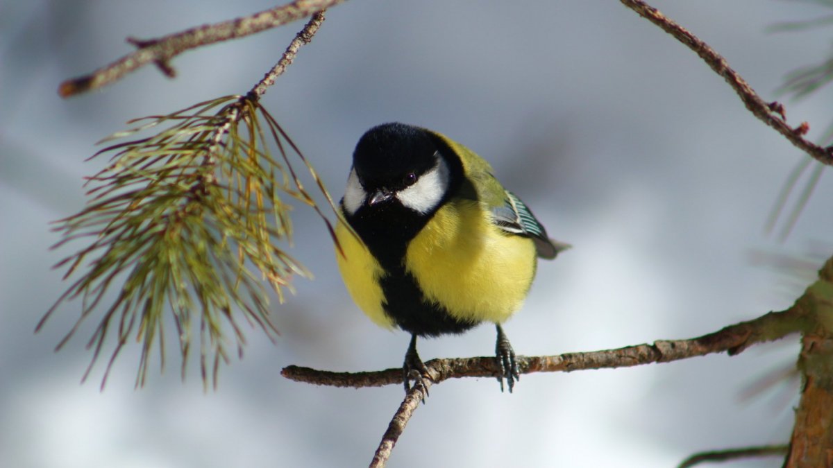 Синица-лазоревка питание
